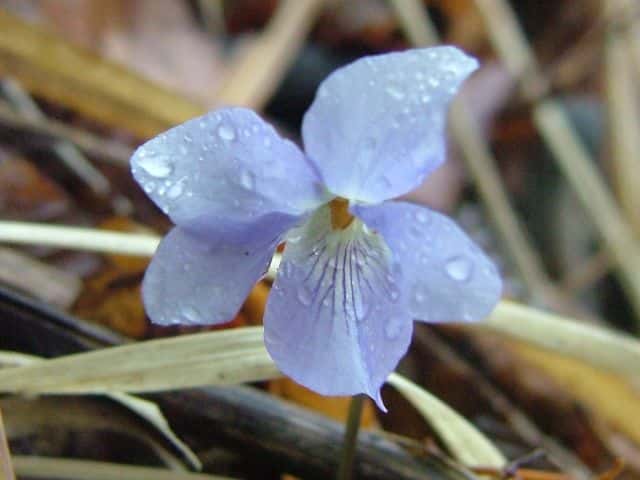 サンインタチツボスミレ