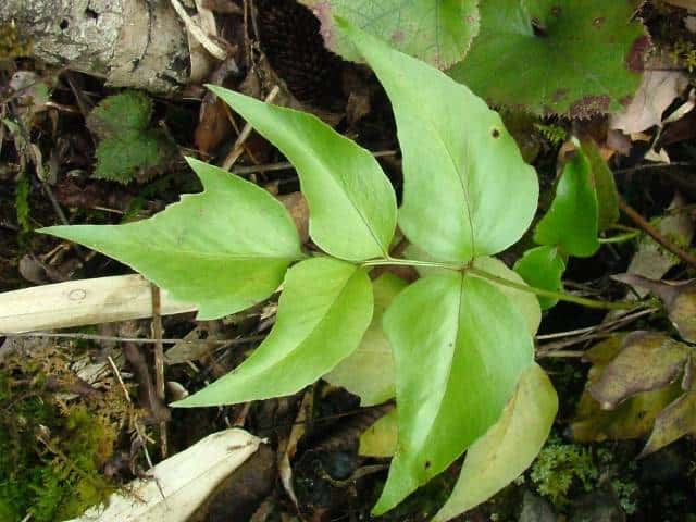 �q���n���u�\�e�c