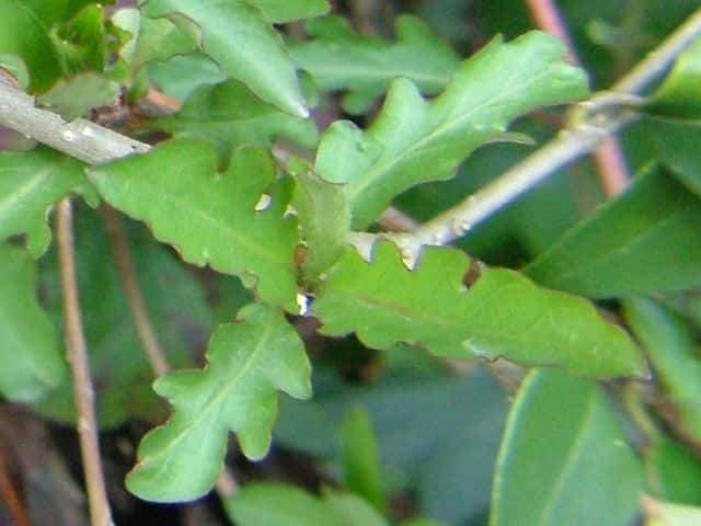 �X�C�J�Y��