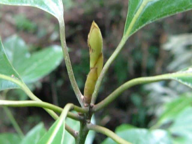 �V���_��