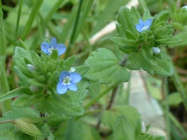 タチイヌノフグリ