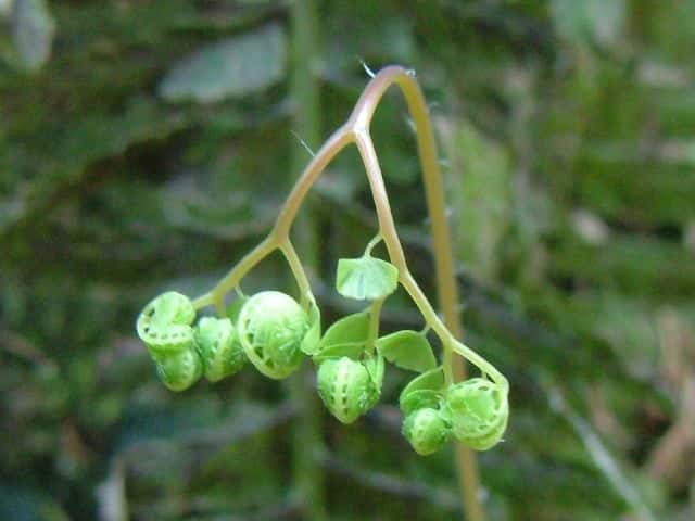 �N�W���N�V�_