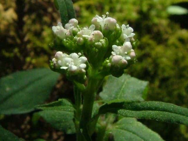 �c���J�m�R�\�E