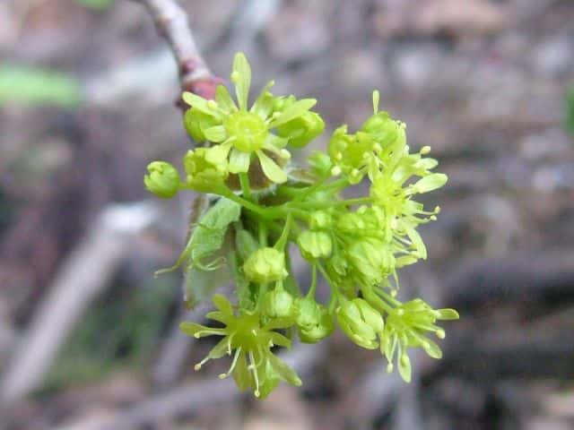 �I�j�C�^��