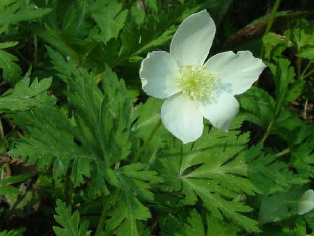 �C�`�����\�E