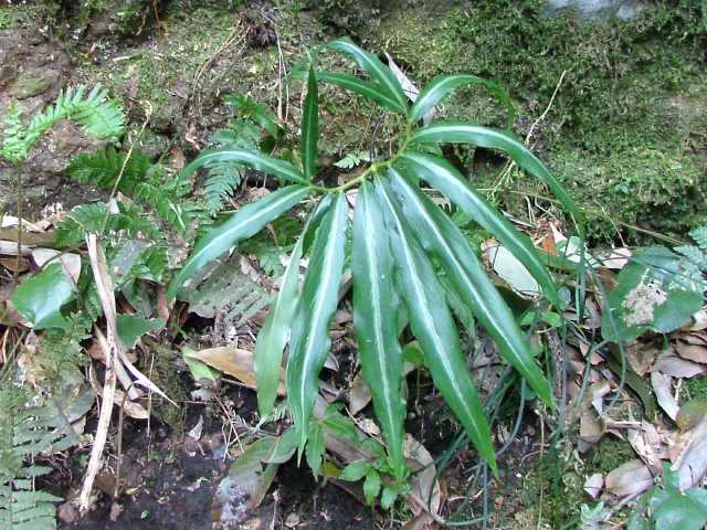 �i���S�N�E���V�}�\�E