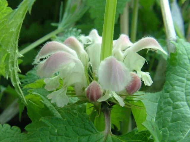 �I�h���R�\�E