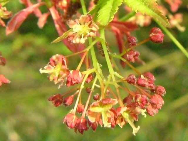 �C���n���~�W