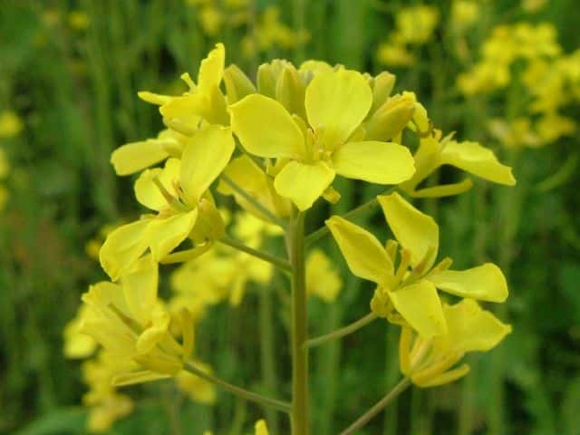 �Z�C���E�A�u���i