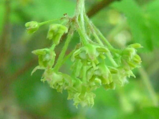 コハウチワカエデ