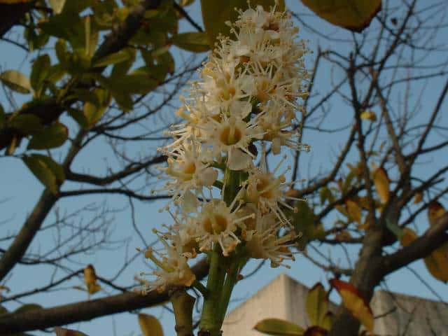 セイヨウバクチノキ