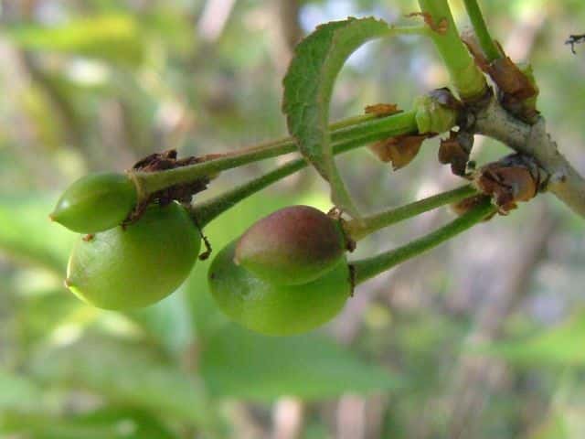 カラミザクラ果実