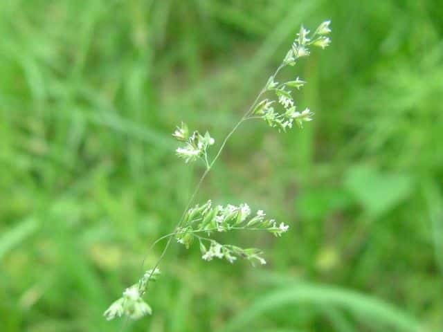 オオスズメノカタビラ