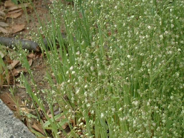 ヒメコバンソウ