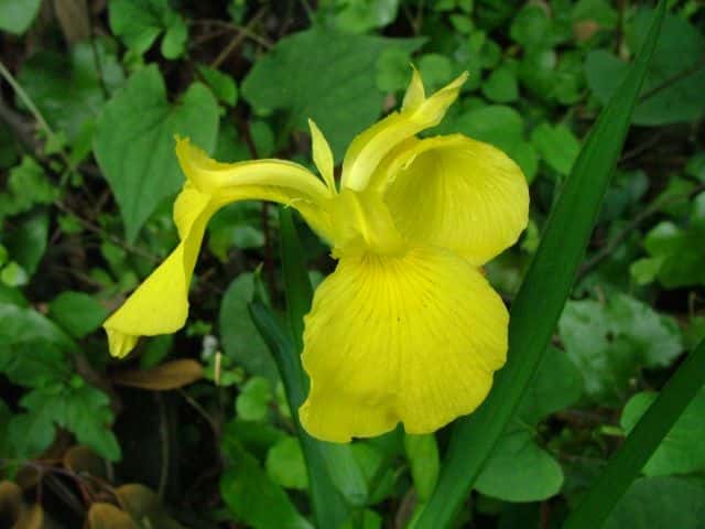 �L�V���E�u