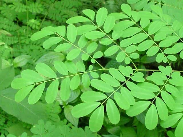 �W���P�c�C�o��