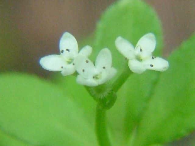 �I�N�N���}���O��