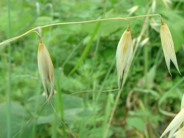 �R�J���X���M