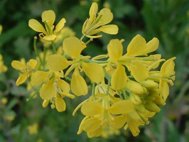 セイヨウアブラナ