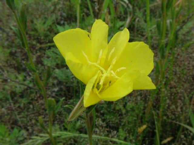 �}�c���C�O�T