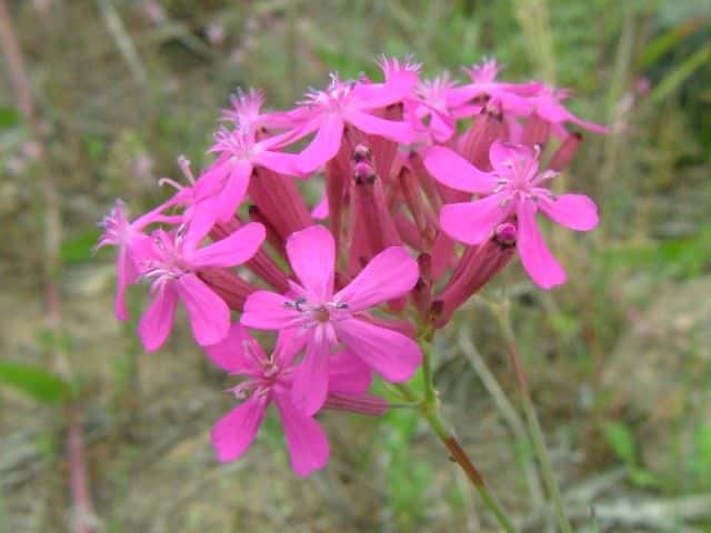 ���V�g���i�f�V�R