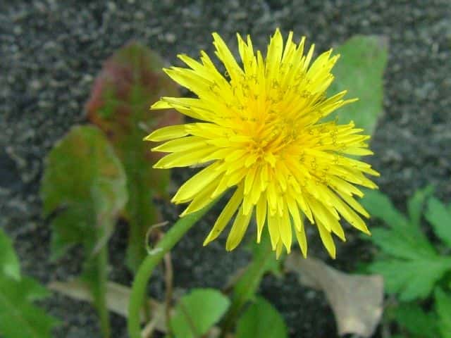 �Z�C���E�^���|�|