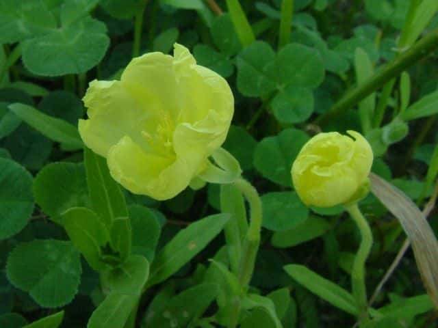 �R�}�c���C�O�T