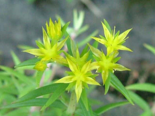 オノマンネングサ