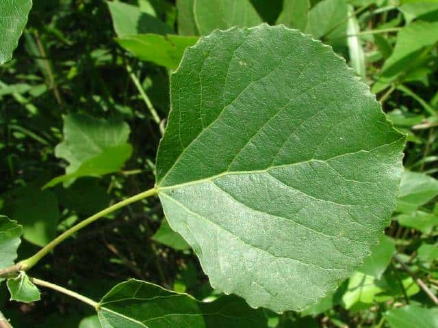 ���}�i���V