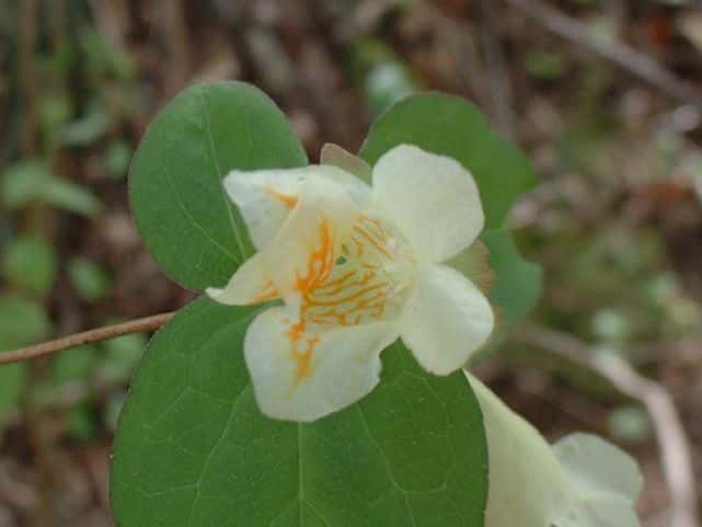 ツクバネウツギ