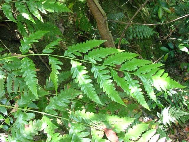 �R���`�V�_