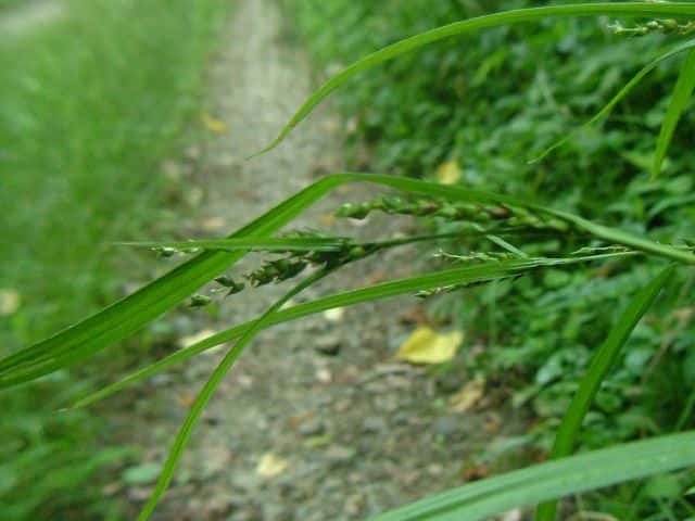 �W���Y�X�Q