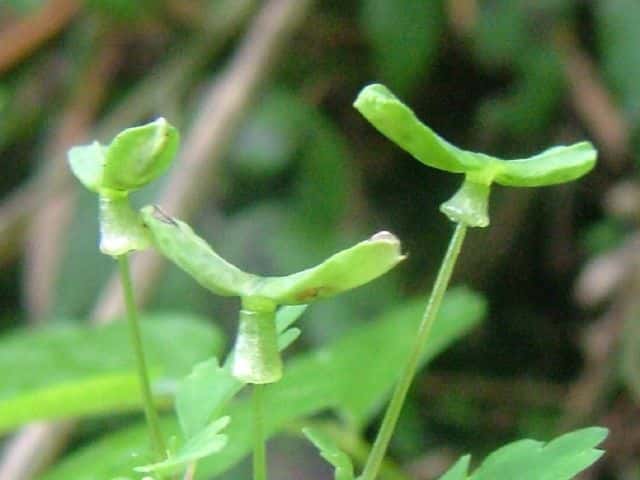 �T���C���V���J�l�\�E