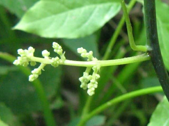 �c�d���t�W