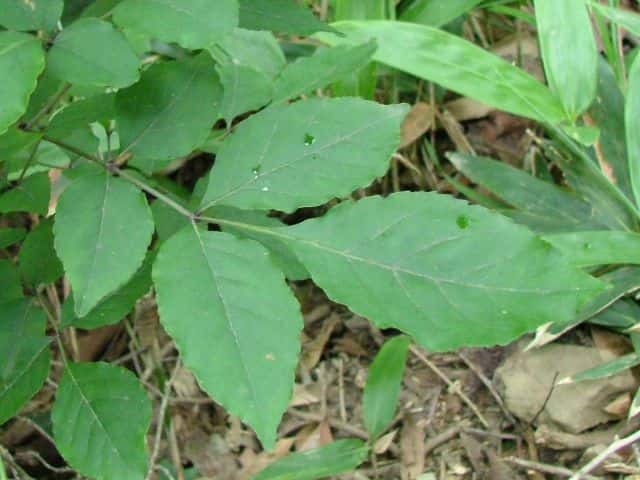 ���}�g�A�I�_��