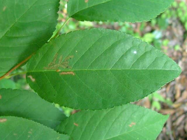 �U�C�t���{�N