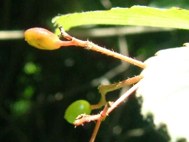 ���u�f�}��