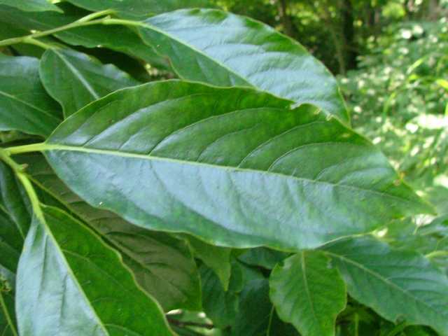 �����E�L���E�}���K�L