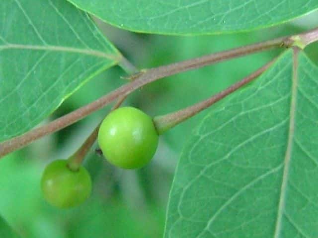 �R�o���m�L