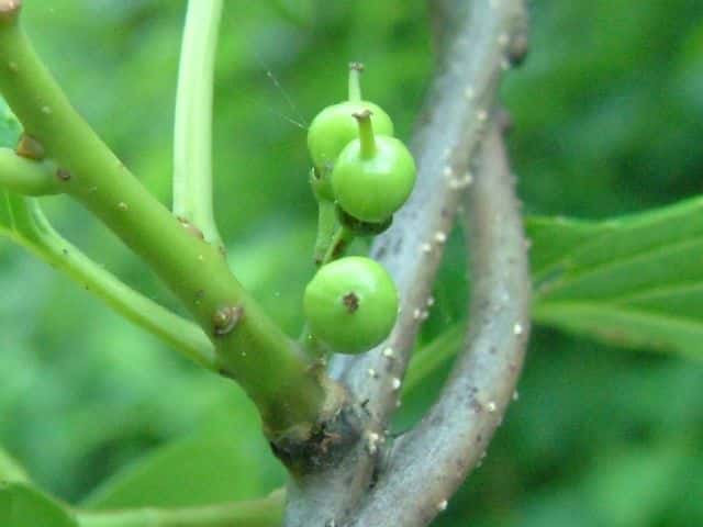 オオツルウメモドキ