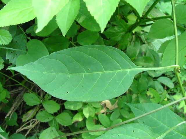 �}���o�m�z���V