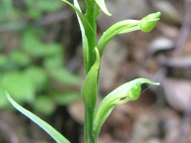 �I�I�o�m�g���{�\�E