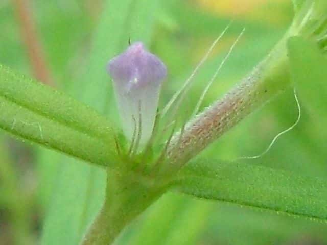 オオフタバムグラ