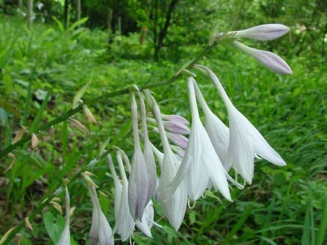 オオバギボウシ