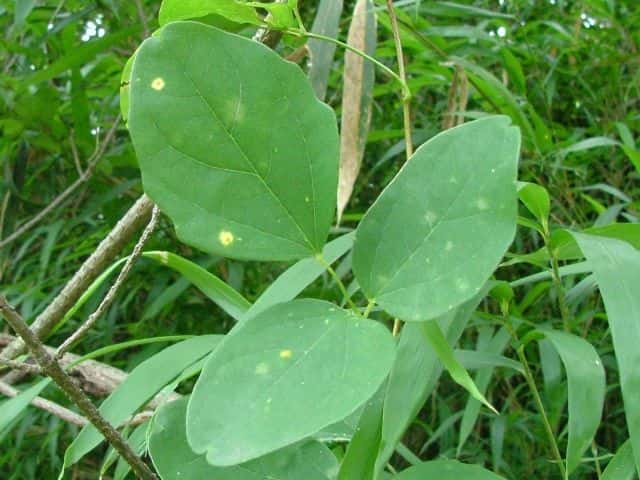 �~�c�o�A�P�r