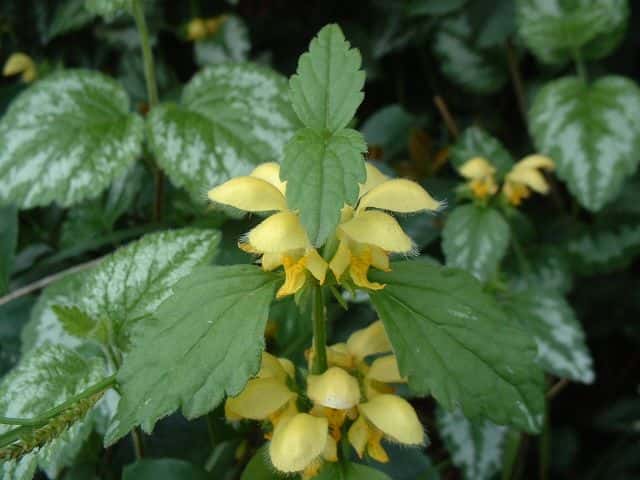 キバナオドリコソウ