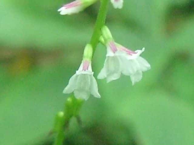 �i�K�o�n�G�h�N�\�E