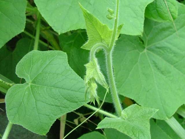 �A���`�E��