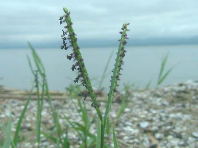 �L�V���E�X�Y���m�q�G