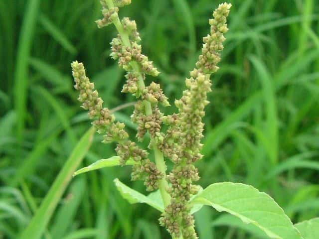 ホナガイヌビユ